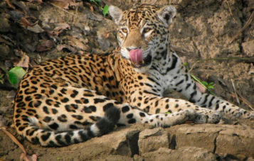 jaguar-zona-reservada