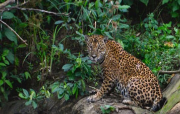 jaguar-zona-reservada-manu