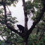 osos-de-anteojos-zona-reservada