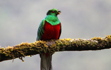 quetzal-zona-reservada-manu