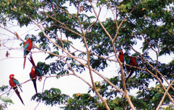 amazon-tour-zona-cultural-colpa-de-guacamayos-arboles