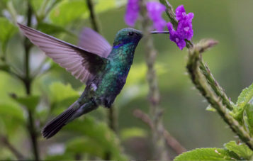 colibri-ornitologia
