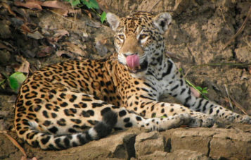 jaguar-manu-zona-reservada