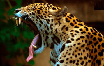 super-jaguar-zona-reservada-manu