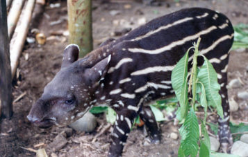 tapir-zona-reservada-manu