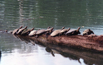 tortugas-zona-reservada-manu